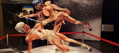 Wycieczka do Body Worlds & The Cykle of Life