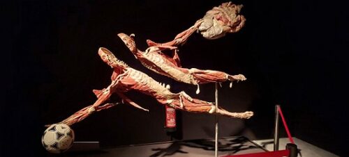 Wycieczka do Body Worlds & The Cykle of Life