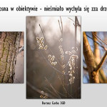 Zdjęcie przedstawia wiosnę