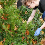 Porządkowanie grobów